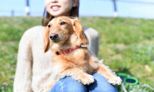 妊娠中に犬がお腹に乗るのは大丈夫 影響とやめさせる方法をご紹介 みらいぶ